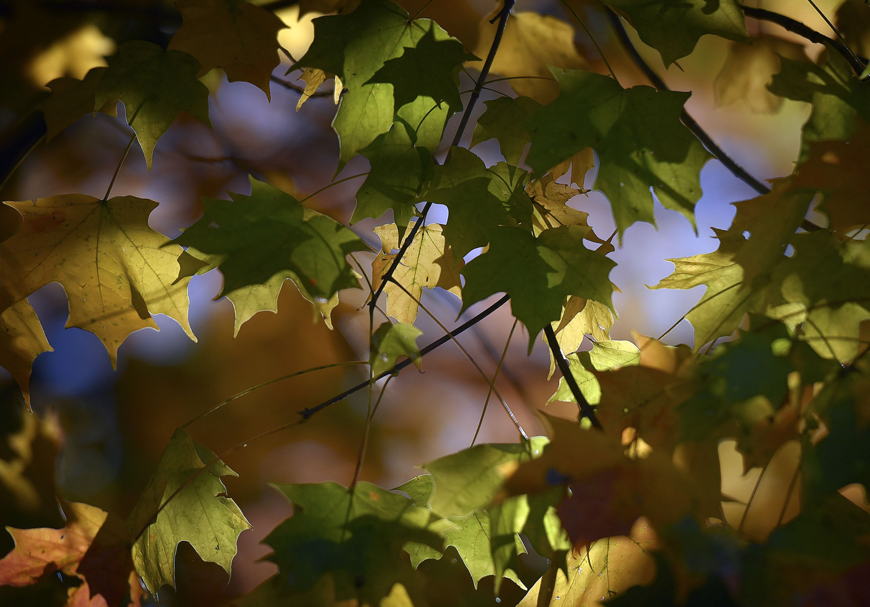 Fall Leaves